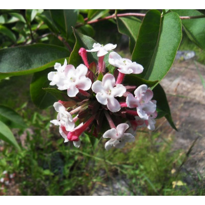 Koreanabelia (tuoksuabelia) (Abelia mosanensis)